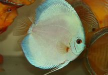 DISCUS BLEU DIAMANT