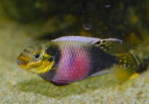 DWARFCICHLID MATADI