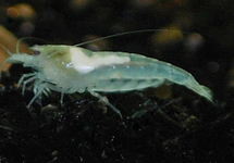 WHITE PEARL SHRIMP