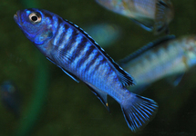 MALAWI CICHLIDE ELONGATUS