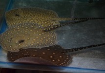 HYBRID STINGRAY