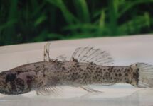 GOBY KRIBENSIS