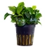 Plantes aquarium