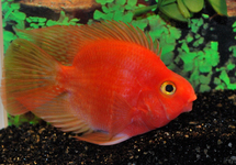 BLOOD PARROT CICHLID