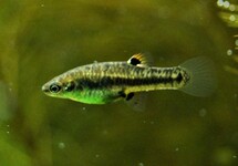 LEAST KILLIFISH