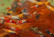 DAVIDI MIXED RILI SHRIMP