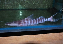 ZEBRA SPATELMEERVAL