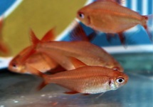 RED MUZEL TETRA