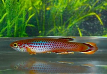 PRACHTKÄRPFLING CELIAE