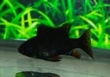 BLUE RAM CICHLID BLACK