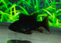 BLUE RAM CICHLID BLACK
