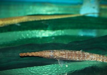 NAALDMEERVAL PLATORYNCHUS