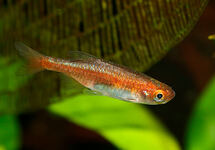 RED DWARF RASBORA