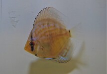 DISCUS BRILLIANT TURQUOISE