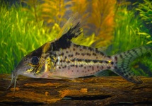 ROBUST CORY