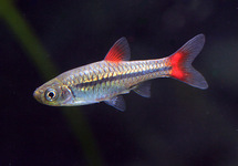 Rasbora