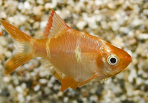 ALBINO SUMATRAAN