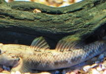 CANDIDIUS-NASENGRUNDEL