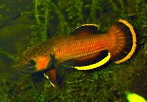 BETTA ALBIMARGINATA