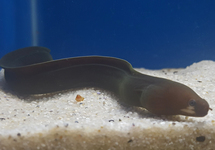 PINK-LIPPED MORAY EEL