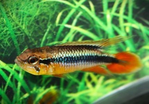 AGASSIZ'S DWARF CICHLID RED