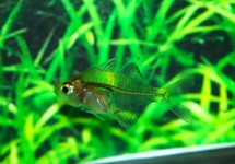 PLOEGI GLASS PERCH