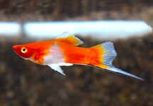 SCHWERTTRÄGER ROT/WEISS