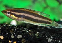 LICORICE GOURAMI DEISSNERI