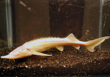 Sturgeon