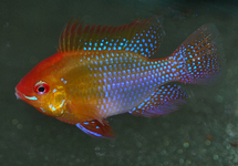 GOLD RAM CICHLID  