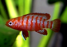 Chameleonfish