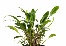 Cryptocoryne x willisii 'Lucens' - PE