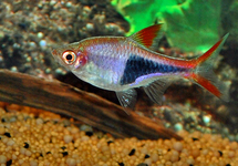 RASBORA ARLEQUIN