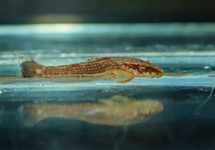 PAROTOCINCLUS MACULICAUDA L