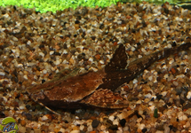 BANJO CATFISH