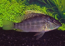 TEUFELSANGEL-ERDFRESSER