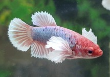 BETTA DUMBO EAR FEMALE
