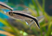SCHRÄGSCHWIMMER