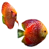 Poissons aquarium