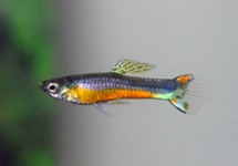 GUPPY ENDLER SANTA MARIA (M/F)