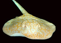 STEKELROG PEARL WHITE ALBINO