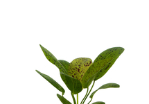 Echinodorus ozelot groen (leopard) in pot (p5)