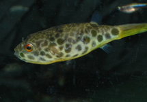 SPOTTED CONGO PUFFER