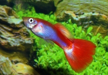 GUPPY NEON FLAMINGO ROUGE (MÂLE)