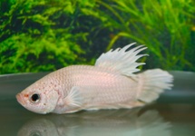 BETTA PLAKAT CROWNTAIL WHITE MALE