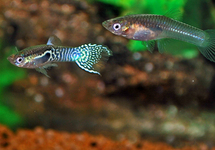 GUPPY ENDLER BLAU TIGER (M/F)