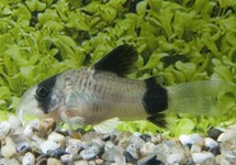 PANDA CORY