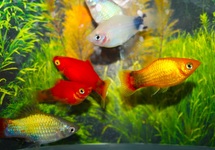 PLATY MICKEY MIX