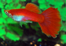 GUPPY FLAMINGO ROUGE (MÂLE)