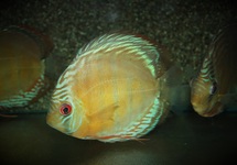 DISCUS CURIDIQUI